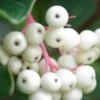 Gray Dogwood (Cornus Racemosa) - 3 Pack Of 1.5 Quart Pots -Garden Plants Shop cornus racemosa gray dogwood berries 3