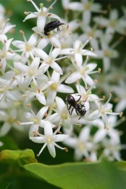 Gray Dogwood (Cornus Racemosa) - 3 Pack Of 1.5 Quart Pots -Garden Plants Shop cornus racemosa gray dogwood flowers 5