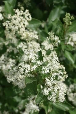 Gray Dogwood (Cornus Racemosa) - 3 Pack Of 1.5 Quart Pots -Garden Plants Shop cornus racemosa gray dogwood flowers 6