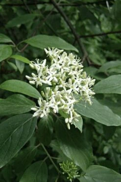 Gray Dogwood (Cornus Racemosa) - 3 Pack Of 1.5 Quart Pots -Garden Plants Shop cornus racemosa gray dogwood flowers 8
