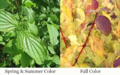 Bud's Yellow Twig Dogwood (Cornus Sericea) - 1 Gallon Pot -Garden Plants Shop cornus sanguinea midwinter fire bloodtwig dogwood 8