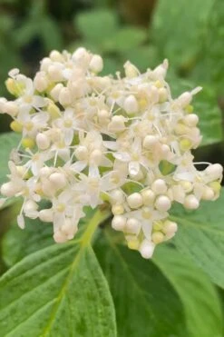 Bud's Yellow Twig Dogwood (Cornus Sericea) - 1 Gallon Pot -Garden Plants Shop cornus sericea buds yellow twig dogwood 1