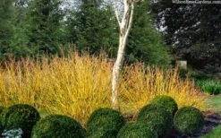 Bud's Yellow Twig Dogwood (Cornus Sericea) - 1 Gallon Pot -Garden Plants Shop cornus sericea buds yellow twig dogwood 11