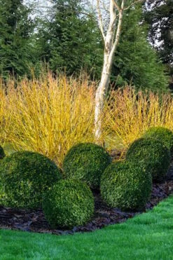 Bud's Yellow Twig Dogwood (Cornus Sericea) - 1 Gallon Pot -Garden Plants Shop cornus sericea buds yellow twig dogwood 12