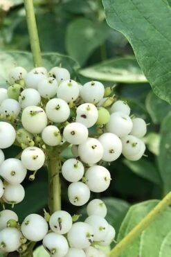 Bud's Yellow Twig Dogwood (Cornus Sericea) - 1 Gallon Pot -Garden Plants Shop cornus sericea buds yellow twig dogwood 2