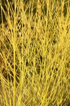 Bud's Yellow Twig Dogwood (Cornus Sericea) - 1 Gallon Pot -Garden Plants Shop cornus sericea buds yellow twig dogwood 4