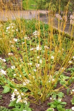 Bud's Yellow Twig Dogwood (Cornus Sericea) - 1 Gallon Pot -Garden Plants Shop cornus sericea buds yellow twig dogwood 5