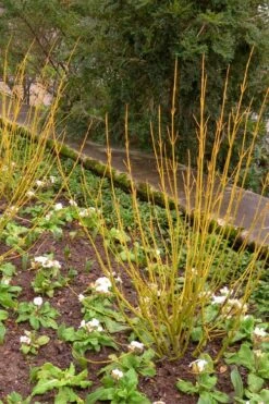 Bud's Yellow Twig Dogwood (Cornus Sericea) - 1 Gallon Pot -Garden Plants Shop cornus sericea buds yellow twig dogwood 6