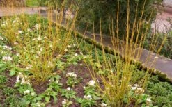 Bud's Yellow Twig Dogwood (Cornus Sericea) - 1 Gallon Pot -Garden Plants Shop cornus sericea buds yellow twig dogwood 7