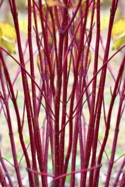 Red Osier Red Twig Dogwood (Cornus Sericea) - 2 Gallon Pot -Garden Plants Shop cornus sericera red osier dogwood 1
