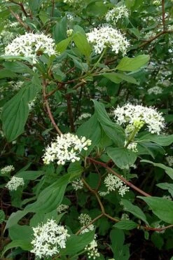 Red Osier Red Twig Dogwood (Cornus Sericea) - 2 Gallon Pot -Garden Plants Shop cornus sericera red osier dogwood 5