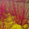 Red Osier Red Twig Dogwood (Cornus Sericea) - 2 Gallon Pot -Garden Plants Shop cornus sericera red osier dogwood 6