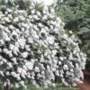 Acoma Weeping White Crape Myrtle - 1 Gallon Pot 2 Acoma Weeping White Crape Myrtle - 1 Gallon Pot -Garden Plants Shop crape myrtle acoma 12