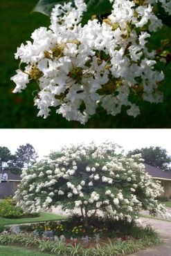 Acoma Weeping White Crape Myrtle - 1 Gallon Pot -Garden Plants Shop crape myrtle acoma 500x750 1