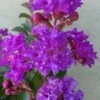 Catawba Purple Crape Myrtle - 6 Pack Of 1 Gallon Pots -Garden Plants Shop crape myrtle catawba 7