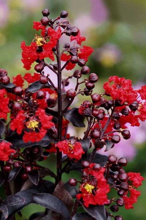 Center Stage Red Black Leaf Crape Myrtle -2 Gallon Pot 7 Center Stage Red Black Leaf Crape Myrtle -2 Gallon Pot - Image 5