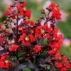 Center Stage Red Black Leaf Crape Myrtle -2 Gallon Pot -Garden Plants Shop crape myrtle center stage red 3