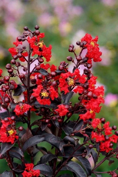 Center Stage Red Black Leaf Crape Myrtle -2 Gallon Pot 3 Center Stage Red Black Leaf Crape Myrtle -2 Gallon Pot