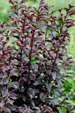 Center Stage Red Black Leaf Crape Myrtle -2 Gallon Pot 13 Center Stage Red Black Leaf Crape Myrtle -2 Gallon Pot -Garden Plants Shop crape myrtle center stage red 4