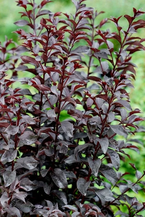 Center Stage Red Black Leaf Crape Myrtle -2 Gallon Pot 8 Center Stage Red Black Leaf Crape Myrtle -2 Gallon Pot - Image 6