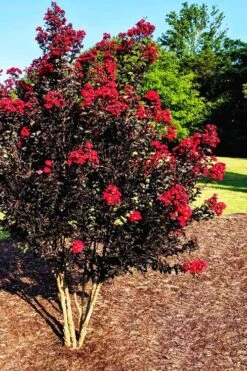 Center Stage Red Black Leaf Crape Myrtle -2 Gallon Pot 11 Center Stage Red Black Leaf Crape Myrtle -2 Gallon Pot -Garden Plants Shop crape myrtle center stage red 5