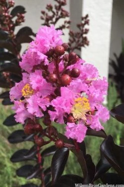 Delta Jazz Crape Myrtle - Single Trunk Topiary Tree - 5 Gallon Pot -Garden Plants Shop crape myrtle delta jazz 201