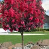 Double Dynamite Crape Myrtle Tree (Single Trunk Tree) - 5 Gallon Pot -Garden Plants Shop crape myrtle double dynamite 100