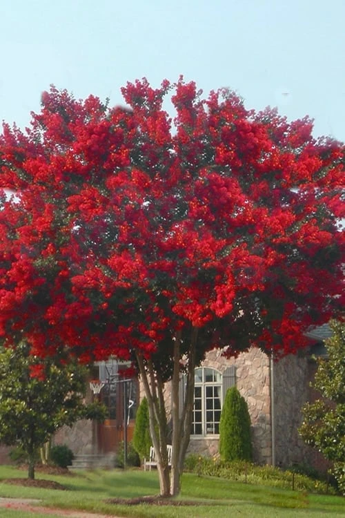 Dynamite Red Crape Myrtle - 7 Gallon Pot (3-4') 7 Dynamite Red Crape Myrtle - 7 Gallon Pot (3-4') - Image 5