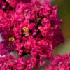 Princess Kylie Dwarf Crape Myrtle - 3 Gallon Pot 1 Princess Kylie Dwarf Crape Myrtle - 3 Gallon Pot -Garden Plants Shop crape myrtle princess kylie 1
