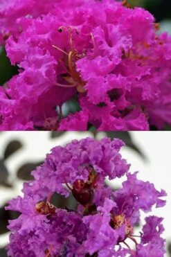 Twilight Purple Crape Myrtle - 1 Gallon Pot -Garden Plants Shop crape myrtle twilight purple 22 1