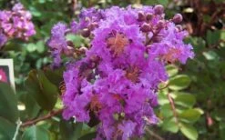 Early Bird Purple Crape Myrtle - 2 Gallon Pot -Garden Plants Shop crapemyrtleearlybirdpurple