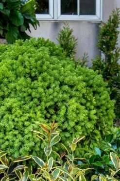 Dragon Prince Cryptomeria - 3 Gallon Pot -Garden Plants Shop cryptomeria dragon prince dwarf japanese cedar 1