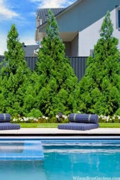 Radicans Cryptomeria (Japanese Cedar) - 3 Gallon Pot -Garden Plants Shop cryptomeria japonica radicans 5