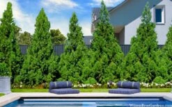 Radicans Cryptomeria (Japanese Cedar) - 3 Gallon Pot -Garden Plants Shop cryptomeria japonica radicans 7