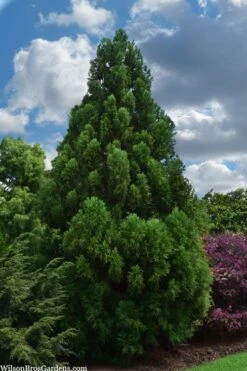 Radicans Cryptomeria (Japanese Cedar) - 1 Gallon Pot -Garden Plants Shop cryptomeria japonica radicans japanese cedar 1 1