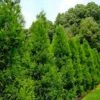 Radicans Cryptomeria (Japanese Cedar) - 1 Gallon Pot 2 Radicans Cryptomeria (Japanese Cedar) - 1 Gallon Pot -Garden Plants Shop cryptomeria japonica radicans japanese cedar 2 1