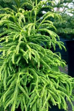 Spiralis Cryptomeria (Japanese Cedar) -2 Gallon Pot -Garden Plants Shop cryptomeria japonica spiralis japanese cedar 2