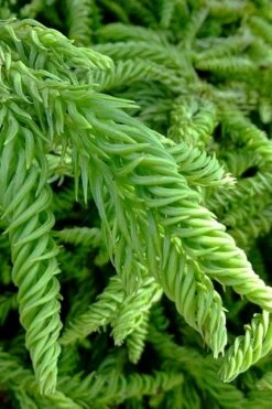 Spiralis Cryptomeria (Japanese Cedar) -2 Gallon Pot -Garden Plants Shop cryptomeria japonica spiralis japanese cedar 3