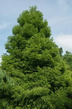 Spiralis Cryptomeria (Japanese Cedar) -2 Gallon Pot -Garden Plants Shop cryptomeria japonica spiralis japanese cedar 7