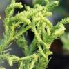 Spiraliter Falcata' Cryptomeria (Japanese Cedar) - 1 Gallon Pot 1 Spiraliter Falcata' Cryptomeria (Japanese Cedar) - 1 Gallon Pot -Garden Plants Shop cryptomeria japonica spiraliter falcata 1