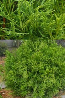 Spiraliter Falcata' Cryptomeria (Japanese Cedar) - 1 Gallon Pot -Garden Plants Shop cryptomeria japonica spiraliter falcata 3
