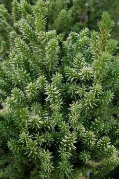 Vilmorin's Dwarf Cryptomeria (Japanese Cedar) - 1 Gallon Pot 10 Vilmorin's Dwarf Cryptomeria (Japanese Cedar) - 1 Gallon Pot -Garden Plants Shop cryptomeria japonica vilmoriniana dwarf japanese cedar 12