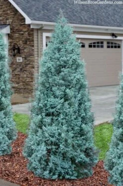 Blue Ice Arizona Cypress - 3 Gallon Pot 12 Blue Ice Arizona Cypress - 3 Gallon Pot -Garden Plants Shop cupressus arizonica blue ice cypress 101