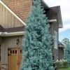 Blue Ice Arizona Cypress - 3 Gallon Pot -Garden Plants Shop cupressus arizonica blue ice cypress 104