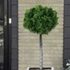 Dwarf Hinoki Cypress Tree (Single Trunk Topiary) - 7 Gallon Pot -Garden Plants Shop cypress dwarf hinoki stand topiary tree form 5