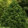 Tempelhof Hinoki Cypress - 1 Gallon Pot 2 Tempelhof Hinoki Cypress - 1 Gallon Pot -Garden Plants Shop cypress hinoki tempelhof 10
