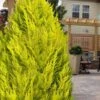Goldcrest Monterey Lemon Cypress - 3 Gallon Pot -Garden Plants Shop cypress monterey goldcrest lemon 13