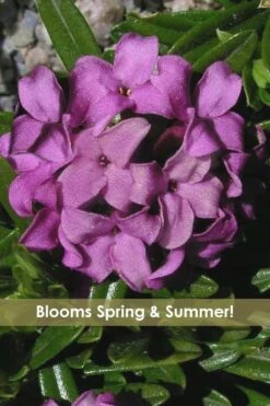 Lawrence Crocker Dwarf Daphne Tree (Standard Topiary) - 1 Gallon Pot -Garden Plants Shop daphne lawrence crocker 12