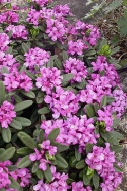 Lawrence Crocker Dwarf Daphne Tree (Standard Topiary) - 1 Gallon Pot -Garden Plants Shop daphne lawrence crocker 3