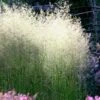 Tufted Hair Grass (Deschampsia Cespitosa) - 1 Gallon Pot -Garden Plants Shop deschampsia cespitosa tufted hair grass 11